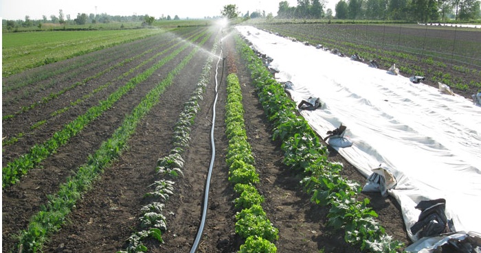 FAO Moldova va implementa un program de susținere a fermierilor mici și mijlocii