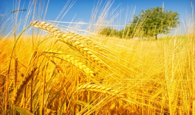 Grâul alimentar s-ar putea scumpi cu 10% la sfârșitul verii. "Totul depinde de Consiliul Concurenței și insistența producătorilor agricoli"