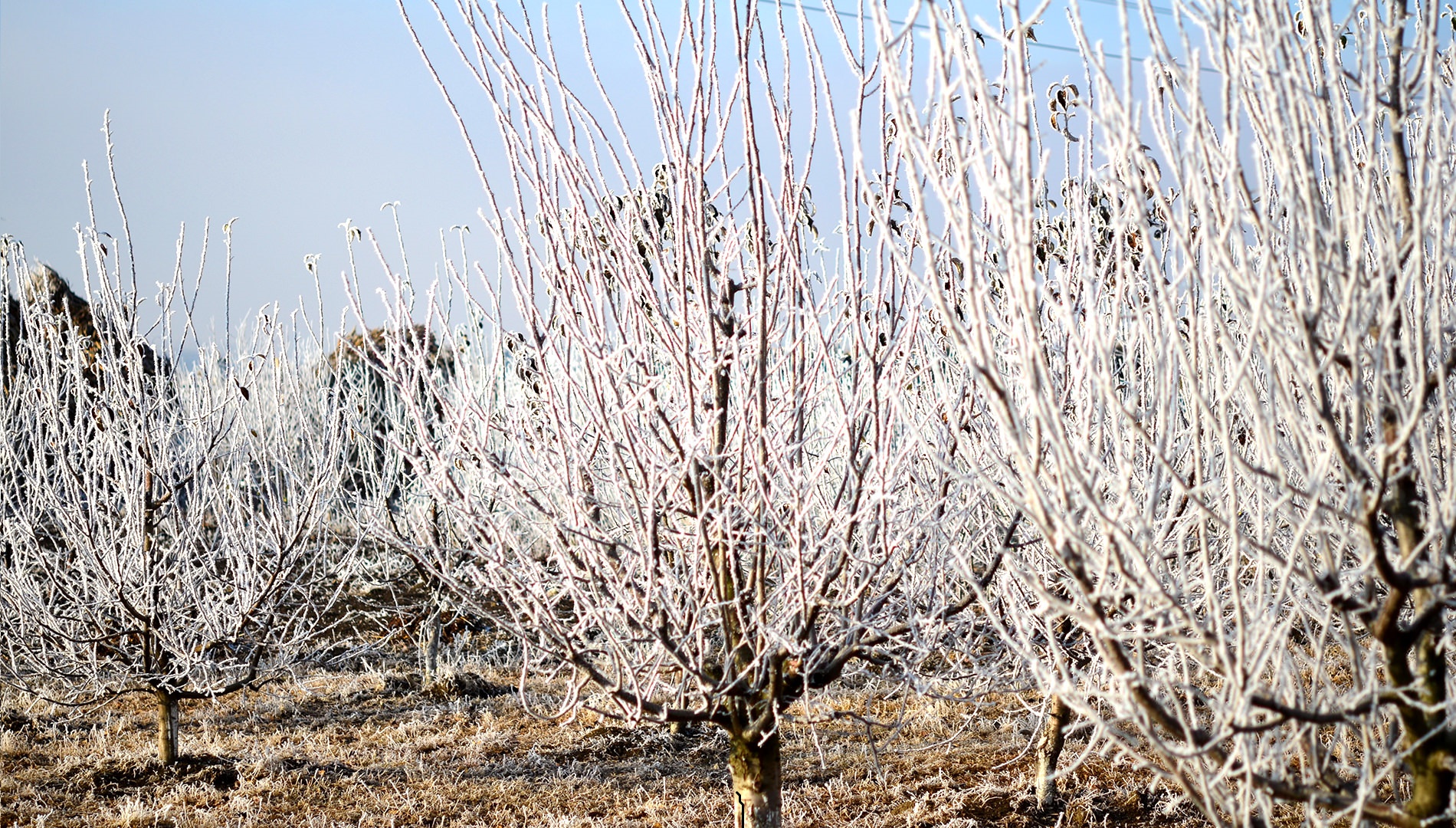 HG privind acordarea suportului financiar producătorilor agricoli în scopul diminuării consecinţelor calamităţilor naturale, înregistrate în anul 2016