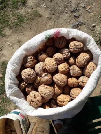 Simplificarea regimului fiscal pentru colectori de produse agricole și obiecte ale regnului vegetal