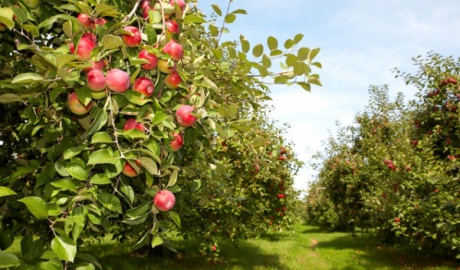 Agricultorii vor putea accesa credite avantajoase în programul Livada Moldovei