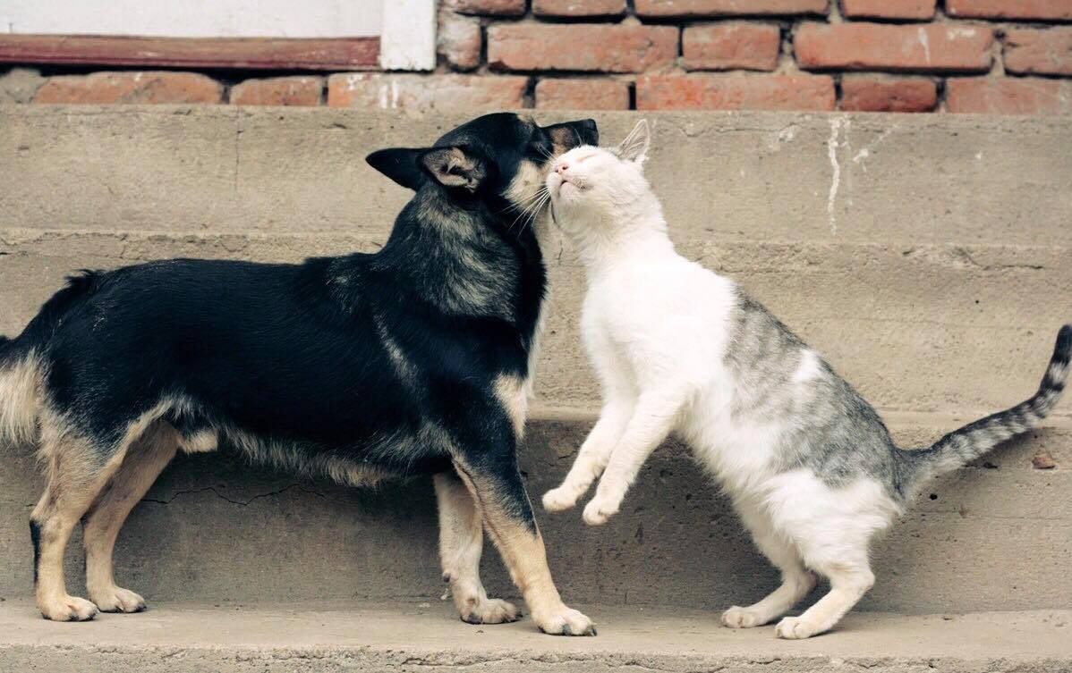 Locuitorii capitalei vor plăti taxe pentru animalele de companie. Ce propun autoritățile municipale