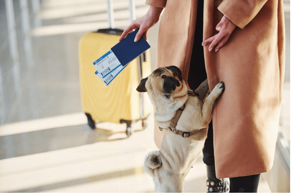 Regulile de traversare a frontierei cu animale de companie