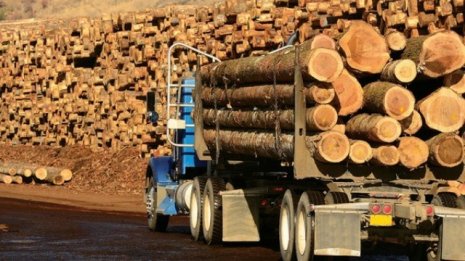 Exportul de mase lemnoase din R. Moldova va fi sistat pînă în anul 2026