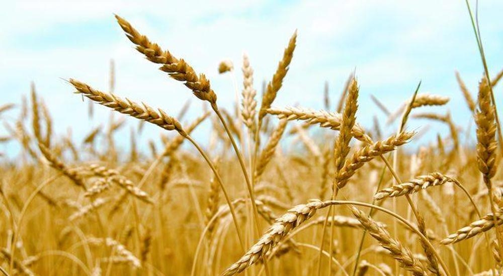 Producţia de grâu este mai bună decât în 2015