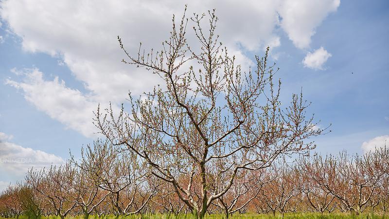 Subvențiile pentru agricultori vor crește de la trei până la cinci milioane de lei