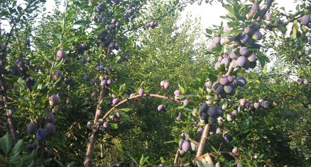 Deţinătorii plantaţiilor de mere şi prune au început să primească compensaţii