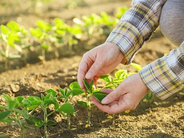 Îmbunătățirea cadrului legal cu privire la activitatea zilierilor în agricultură